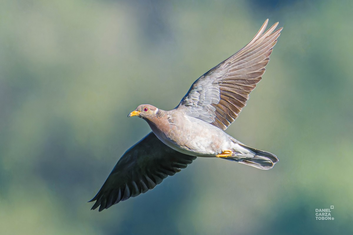 Band-tailed Pigeon - ML620607557