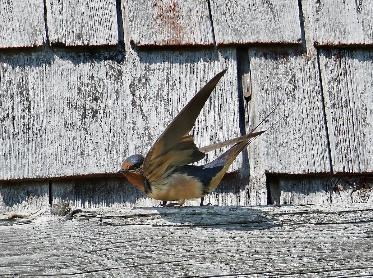 Barn Swallow - Nancy Dowd