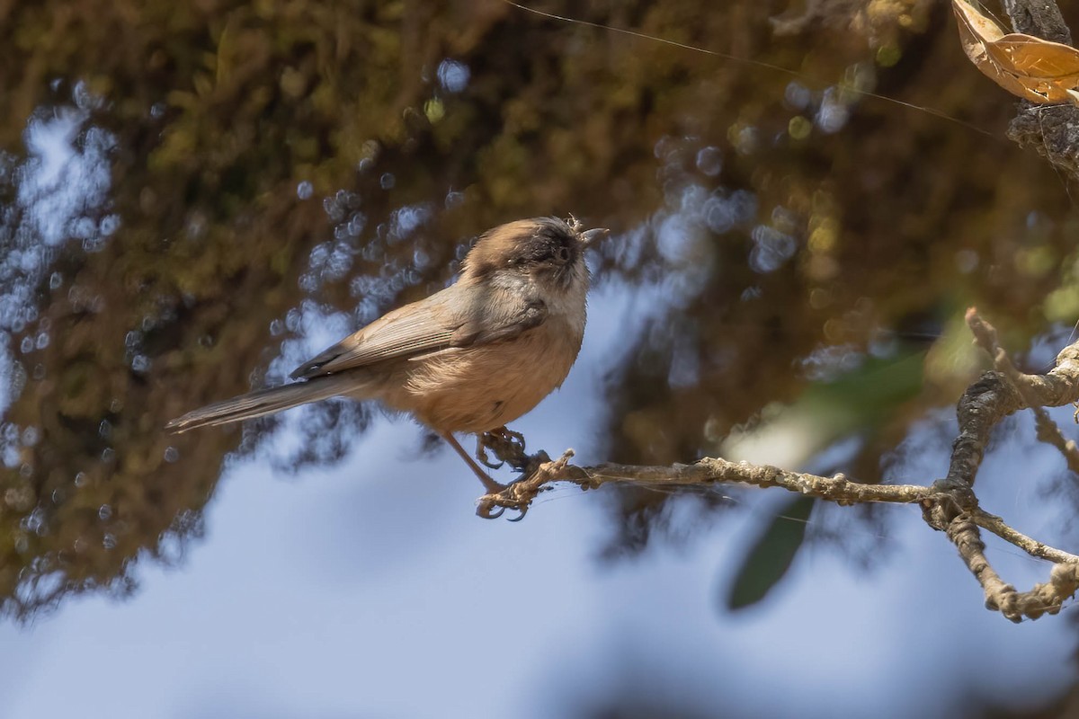 White-throated Tit - ML620607560