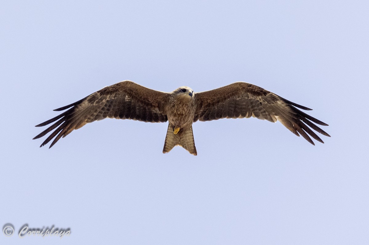 黑鳶 - ML620607563