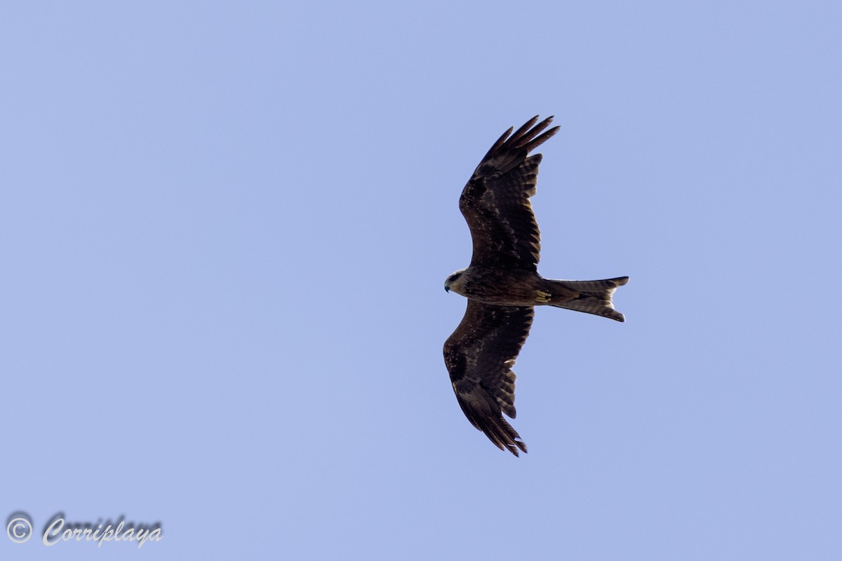 黑鳶 - ML620607564