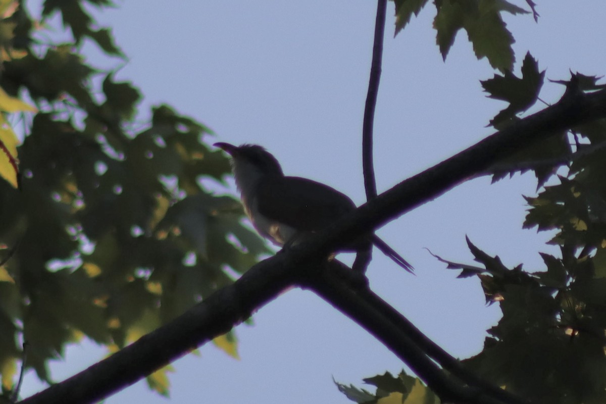 Yellow-billed Cuckoo - ML620607565