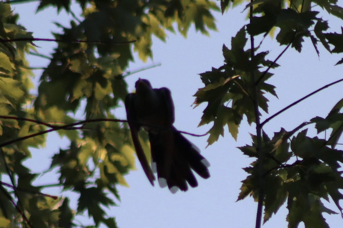 Yellow-billed Cuckoo - ML620607566