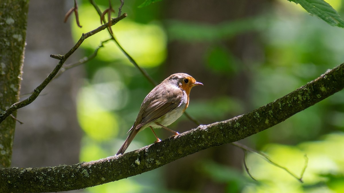 European Robin - ML620607567