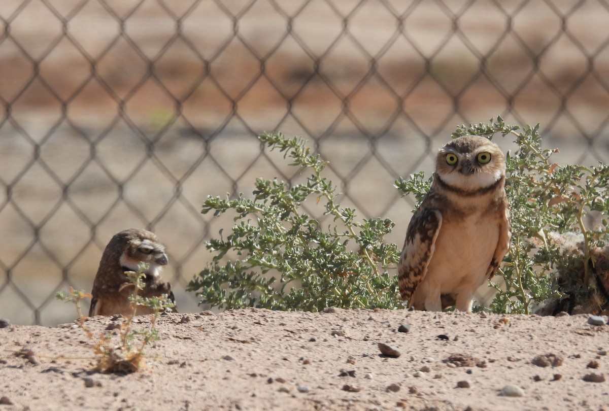 Burrowing Owl - ML620607568