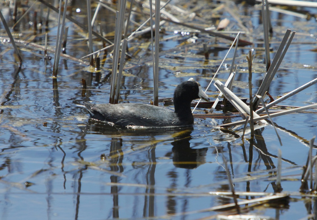 American Coot - ML620607569