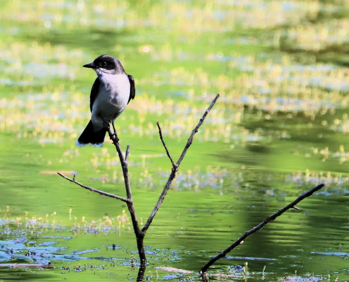 Eastern Kingbird - ML620607572