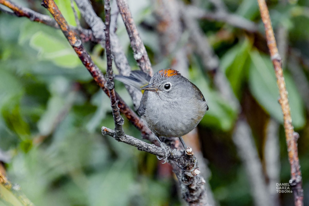 Colima Warbler - ML620607573