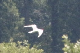 Caspian Tern - ML620607575