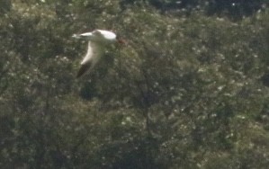 Caspian Tern - ML620607576