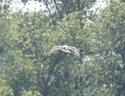 Caspian Tern - ML620607577