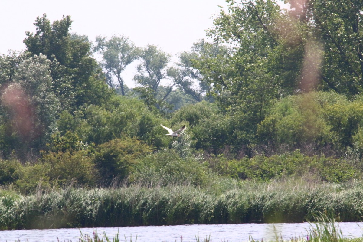 Caspian Tern - ML620607578