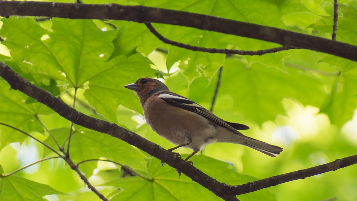 Common Chaffinch - ML620607579