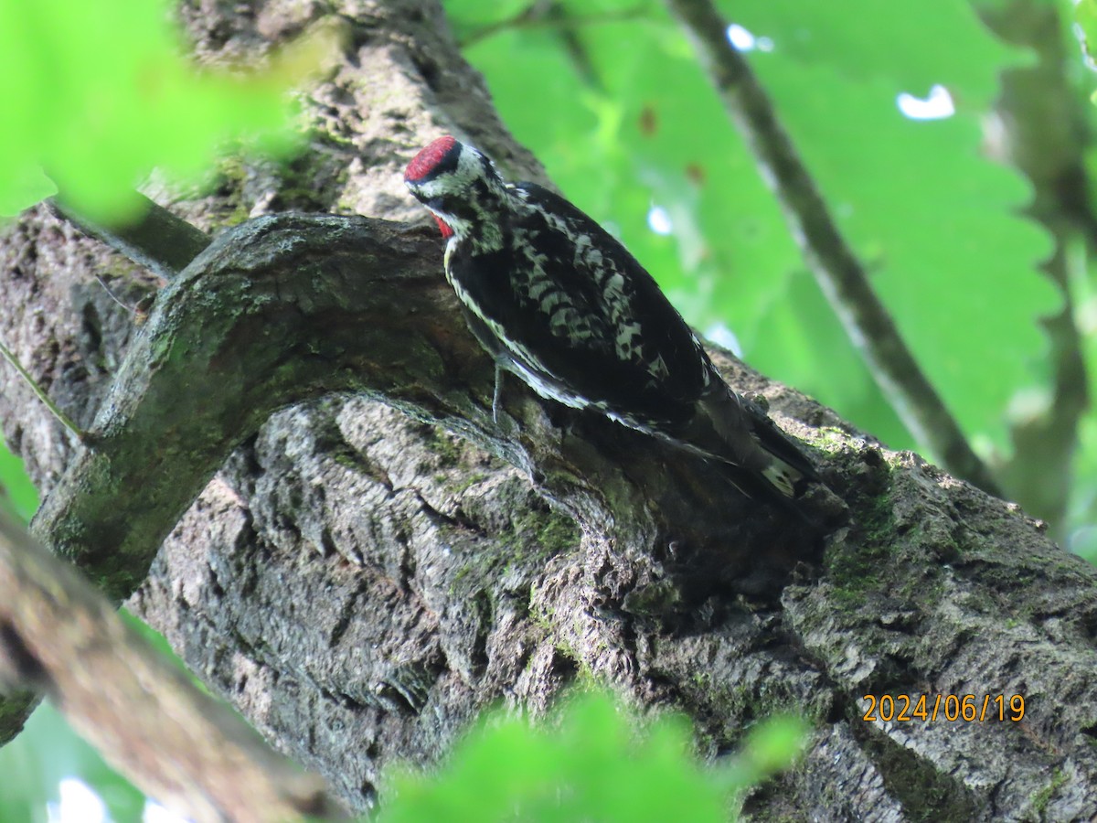 Yellow-bellied Sapsucker - ML620607580