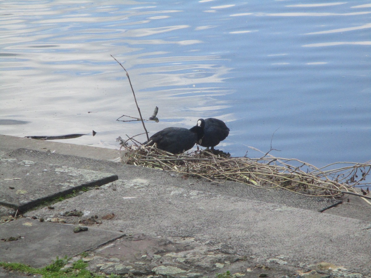 Eurasian Coot - ML620607581