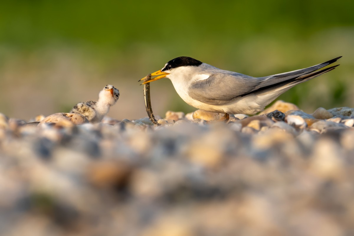 Least Tern - ML620607582