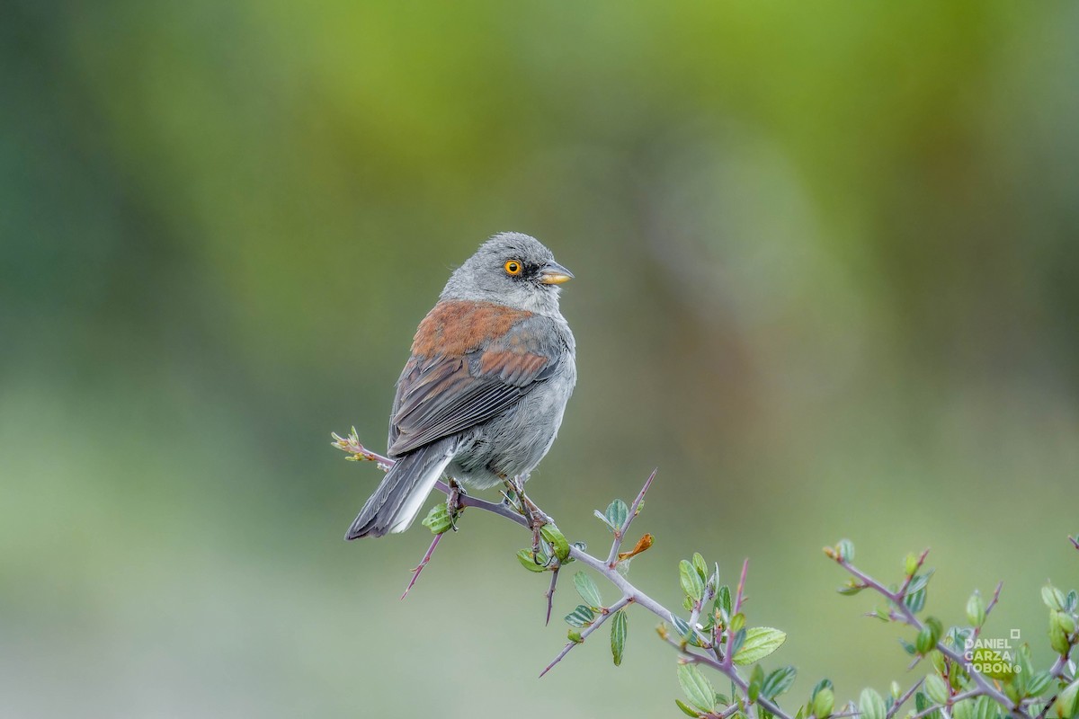 Yellow-eyed Junco - ML620607583