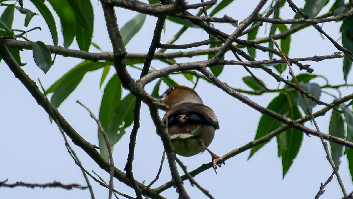 Hawfinch - ML620607585