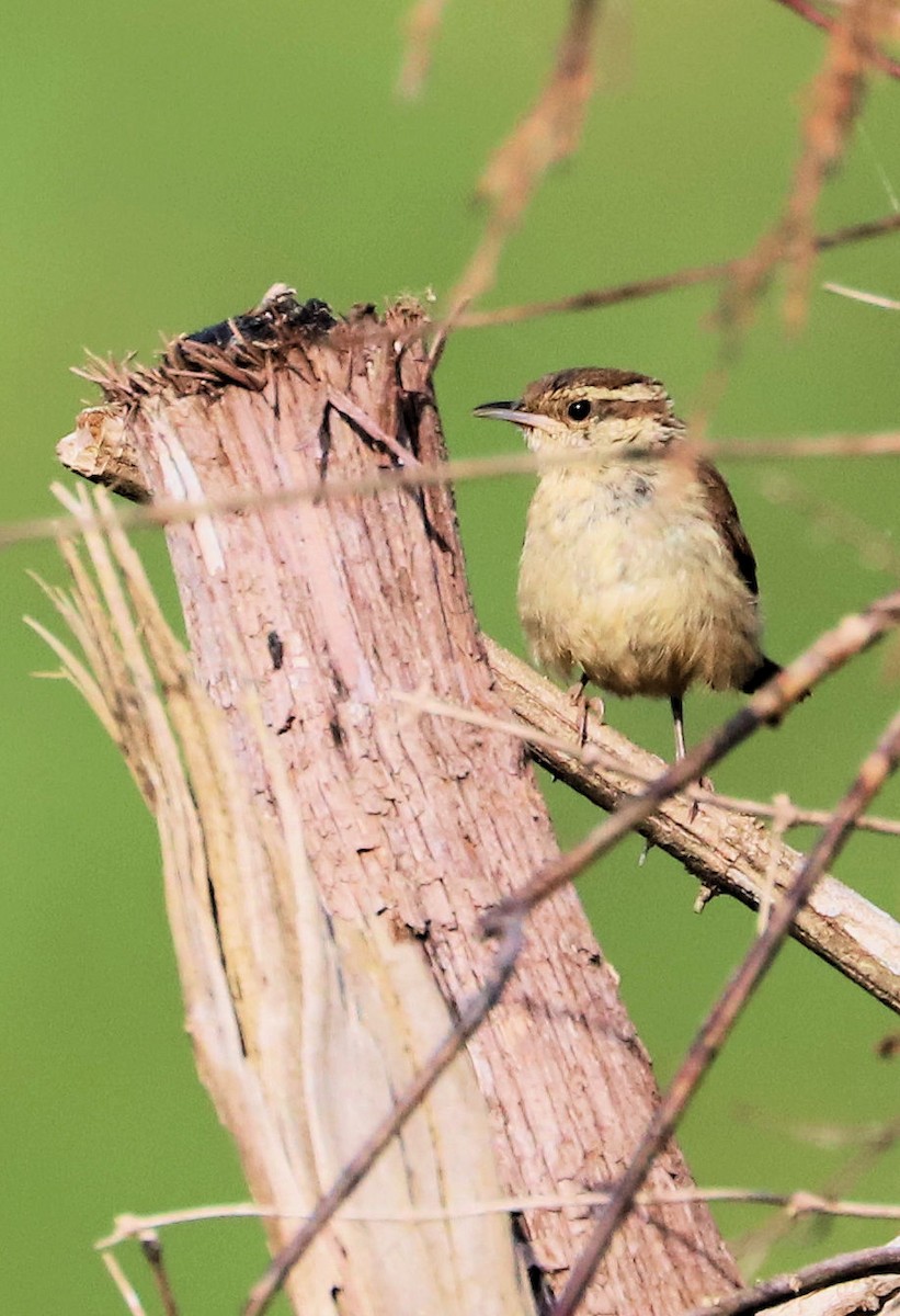 Carolina Wren - ML620607586