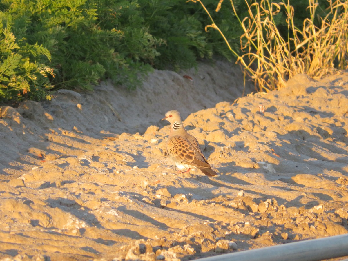 European Turtle-Dove - ML620607587