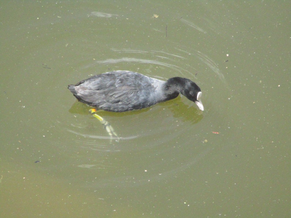 Eurasian Coot - ML620607590