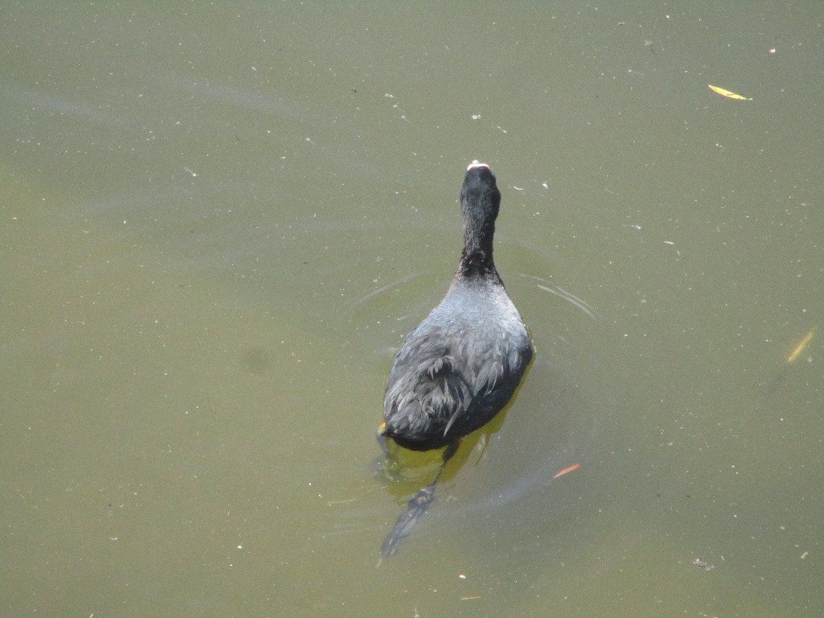 Eurasian Coot - ML620607591