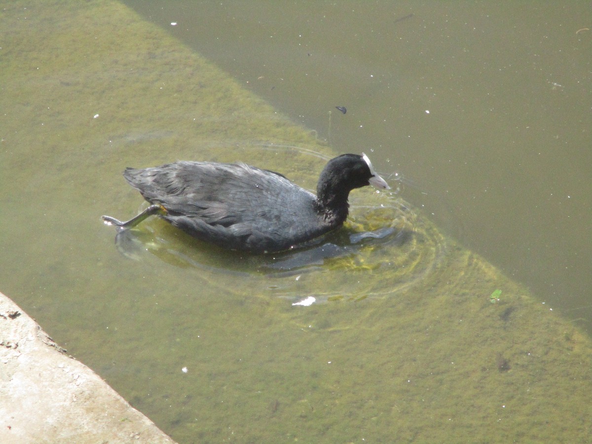 Eurasian Coot - ML620607593