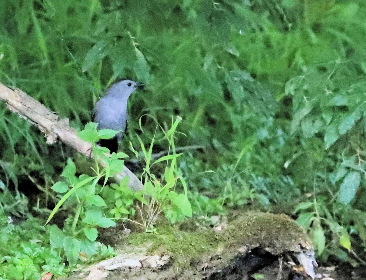 Gray Catbird - ML620607594