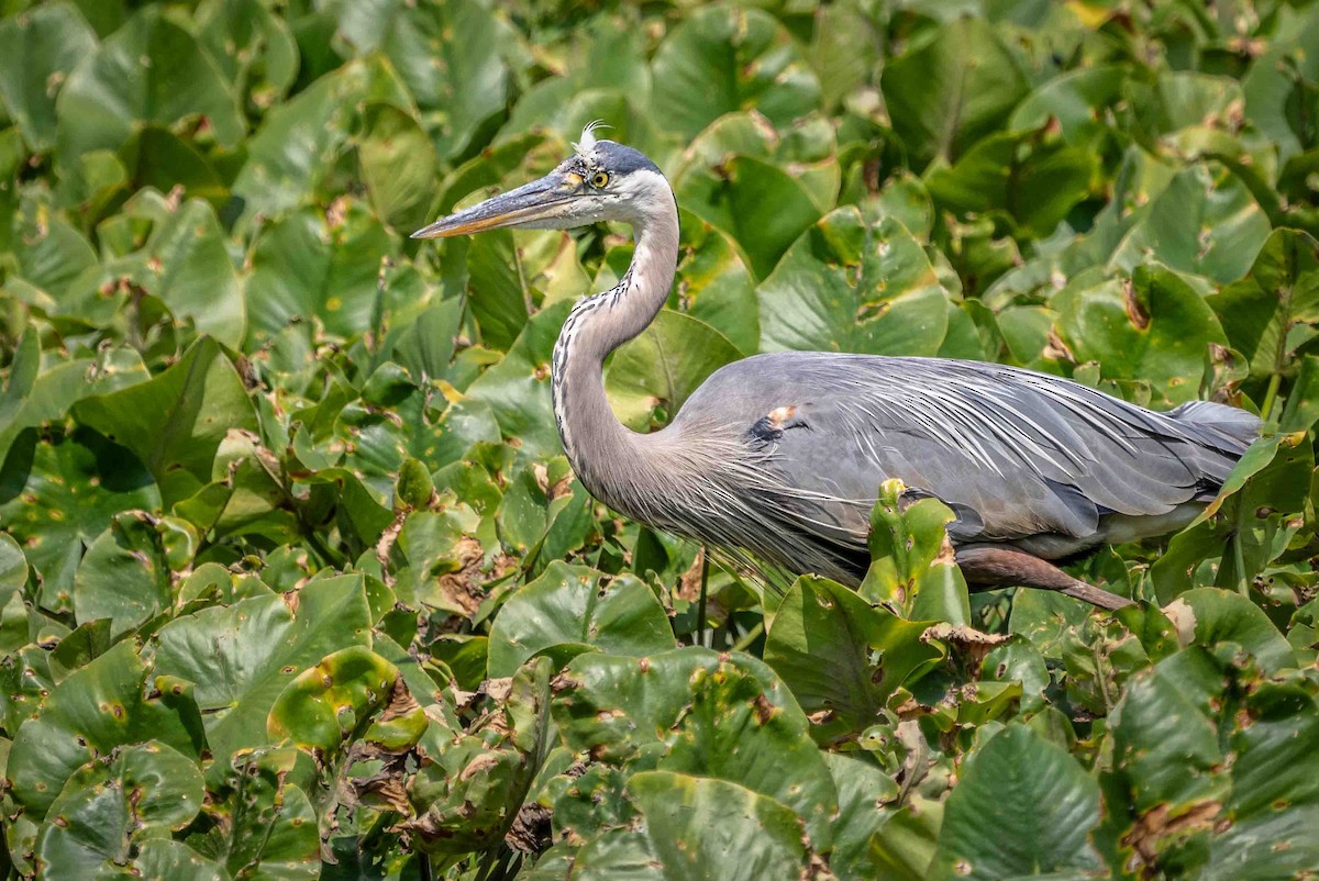 Great Blue Heron - ML620607595