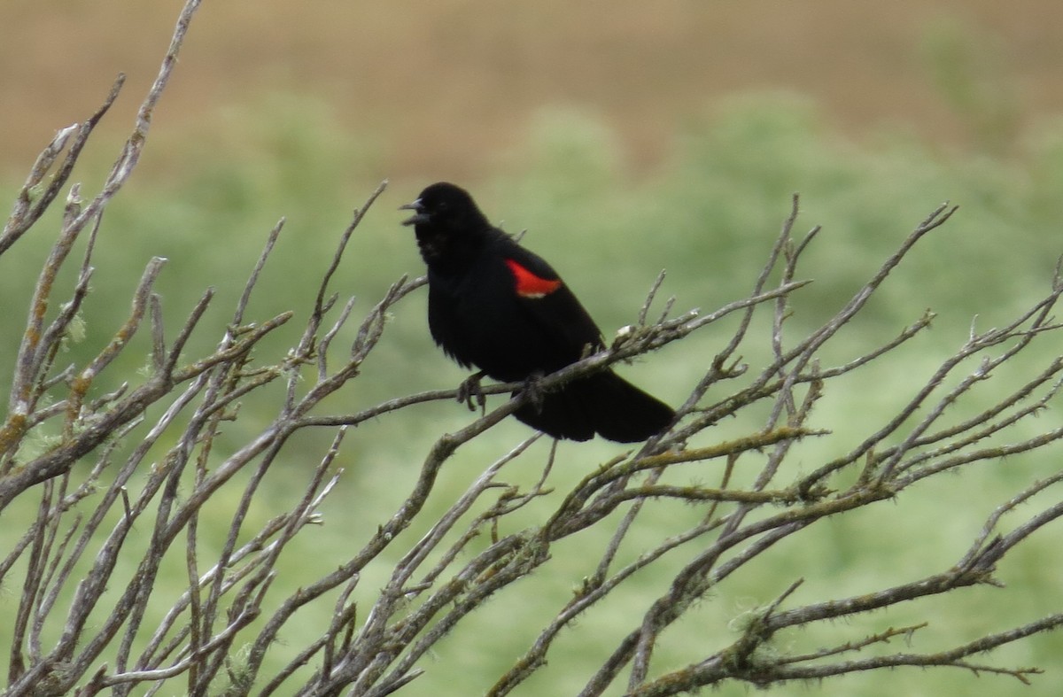 Red-winged Blackbird - ML620607596