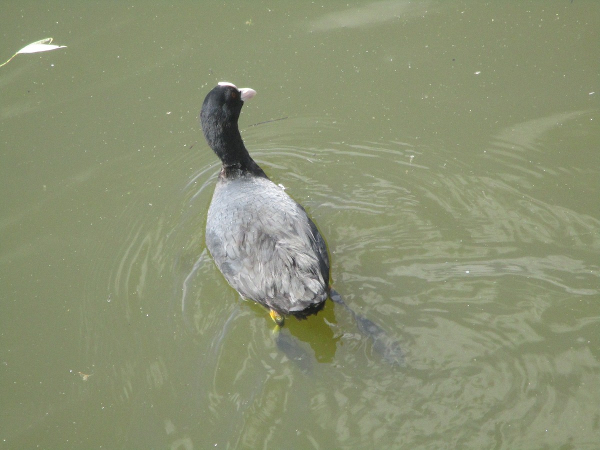 Eurasian Coot - ML620607600