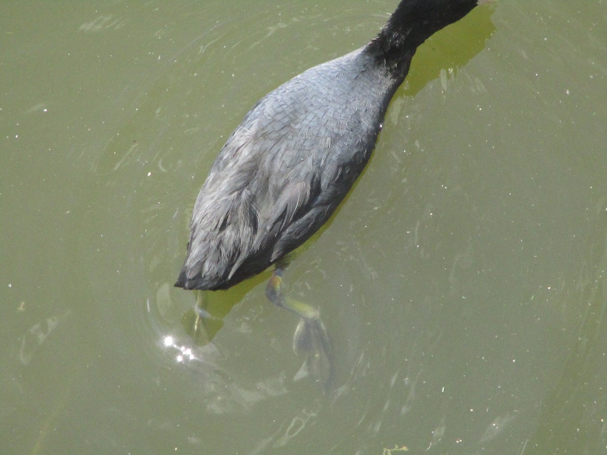 Eurasian Coot - ML620607601