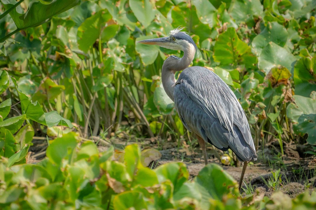 Great Blue Heron - ML620607602