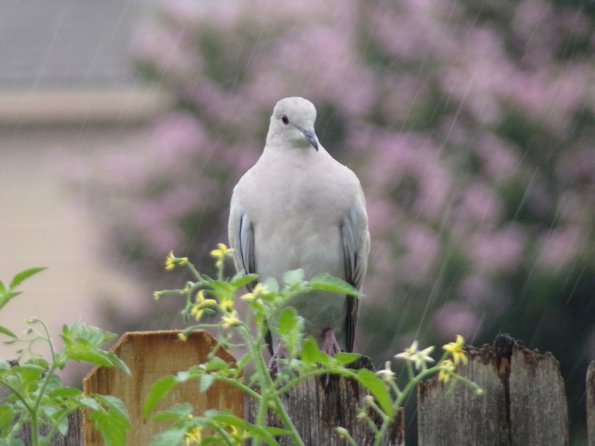 Eurasian Collared-Dove - ML620607605