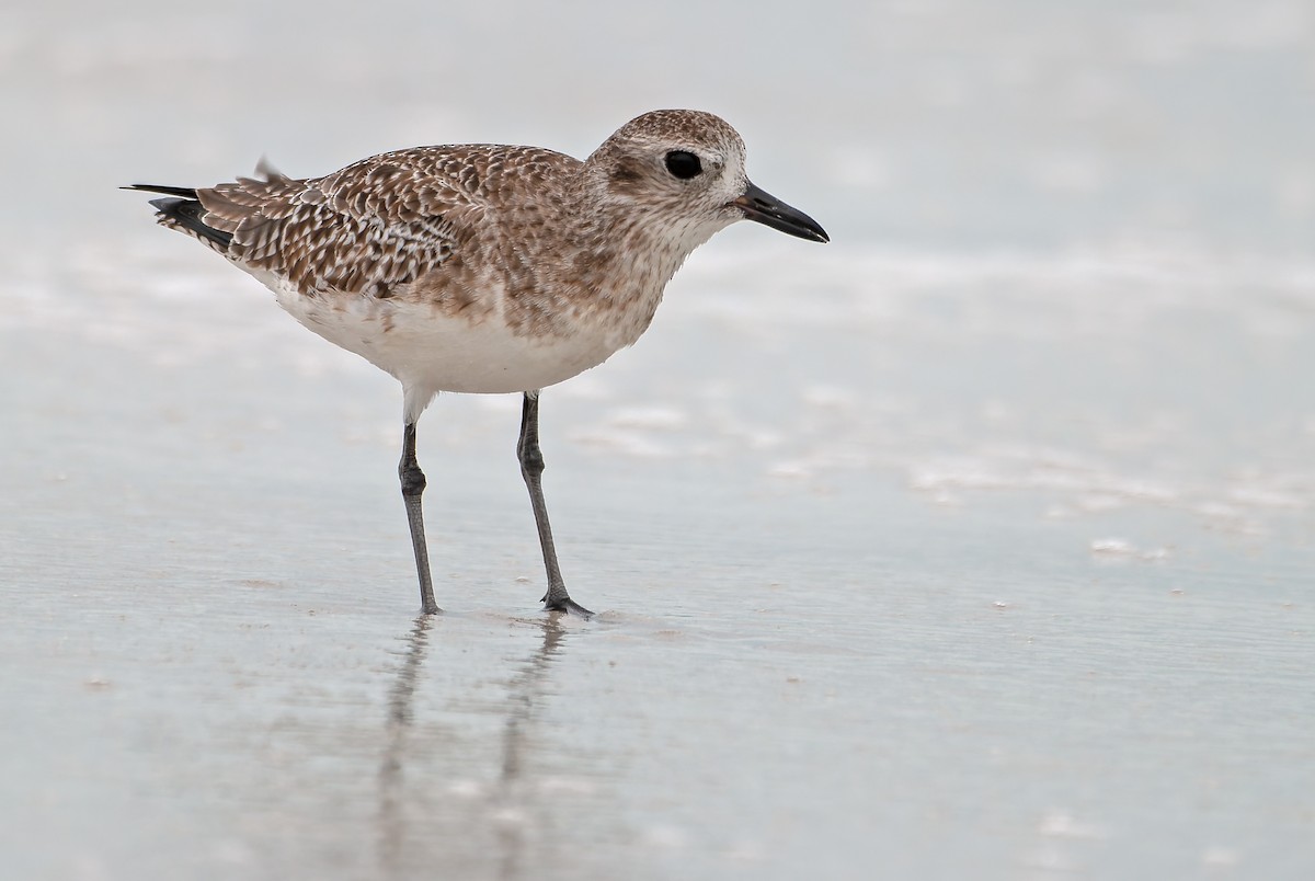 Black-bellied Plover - ML620607609