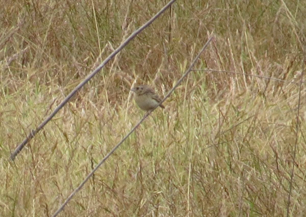 Grasshopper Sparrow - ML620607610