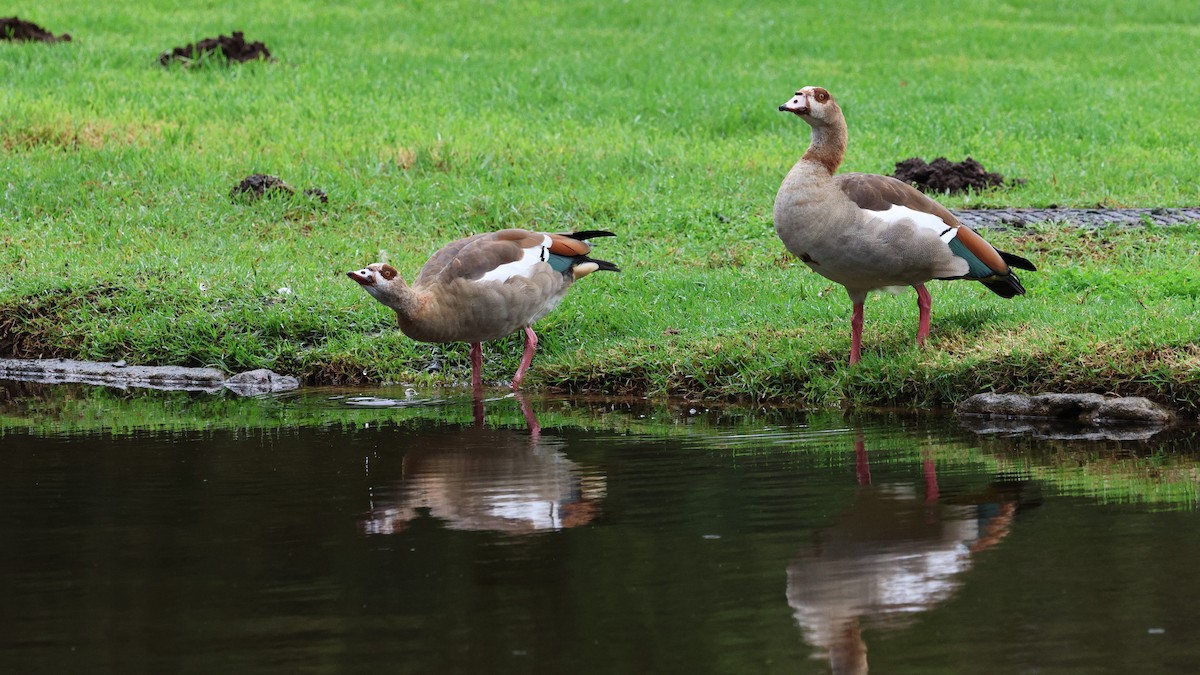 Egyptian Goose - ML620607613