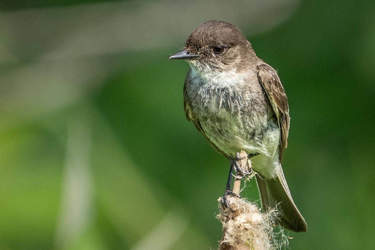 Eastern Phoebe - ML620607614