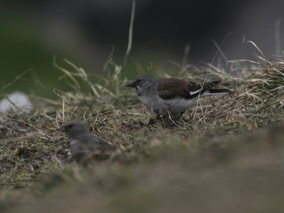 White-winged Snowfinch - ML620607616