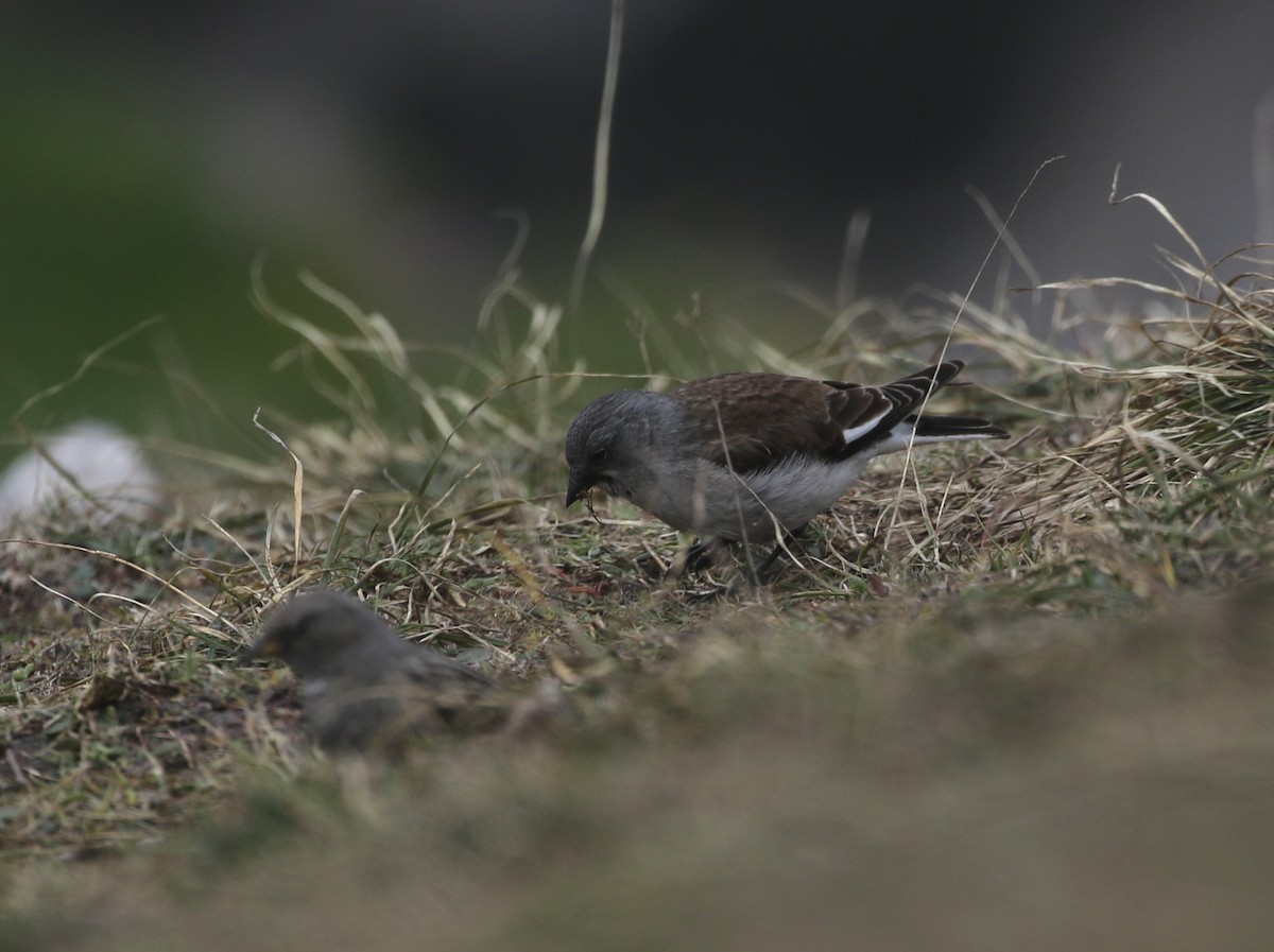 White-winged Snowfinch - Markus Deutsch