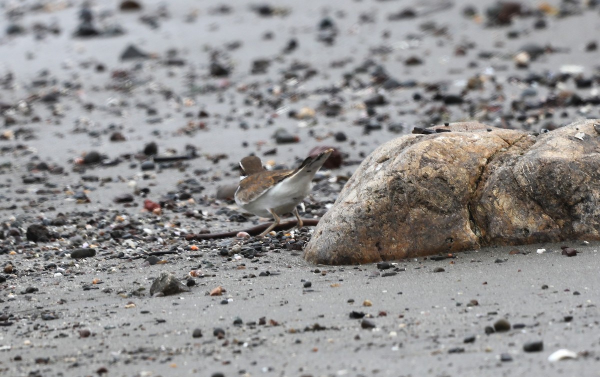 Killdeer - ML620607618