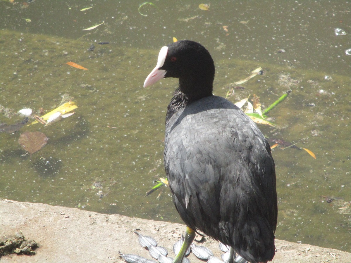 Eurasian Coot - ML620607621