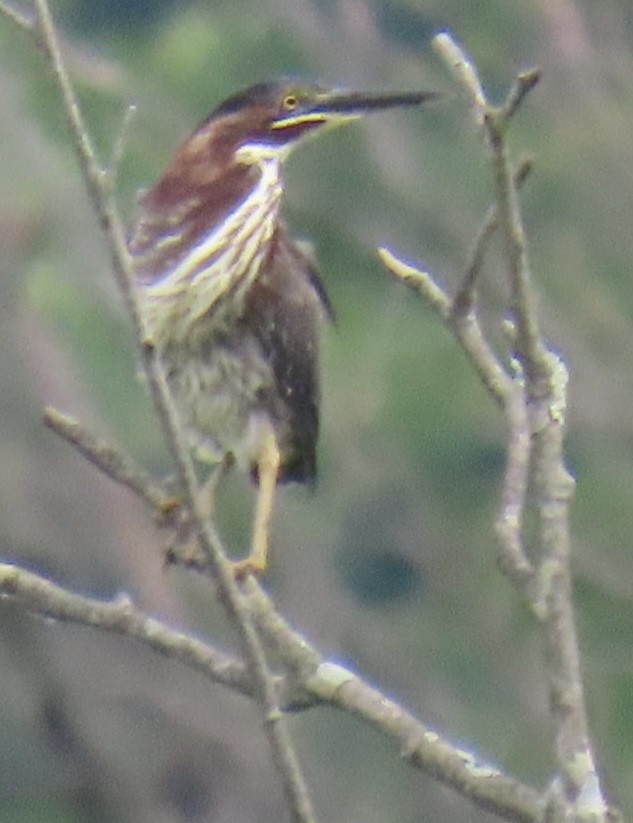 Green Heron - Brenda Meese