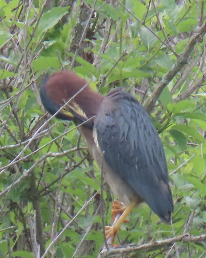 Green Heron - ML620607624