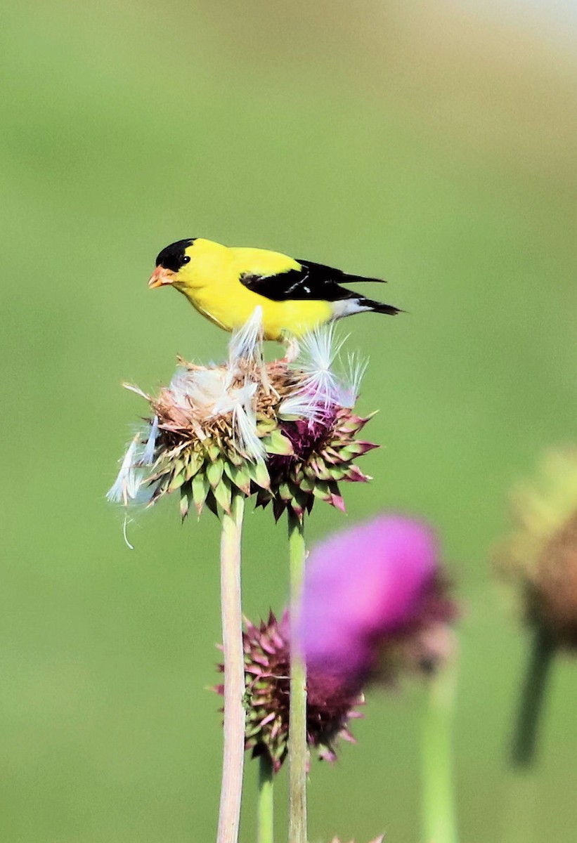 American Goldfinch - ML620607625