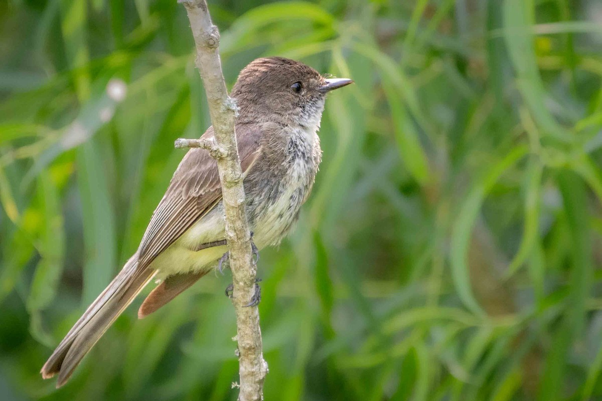 Eastern Phoebe - ML620607628