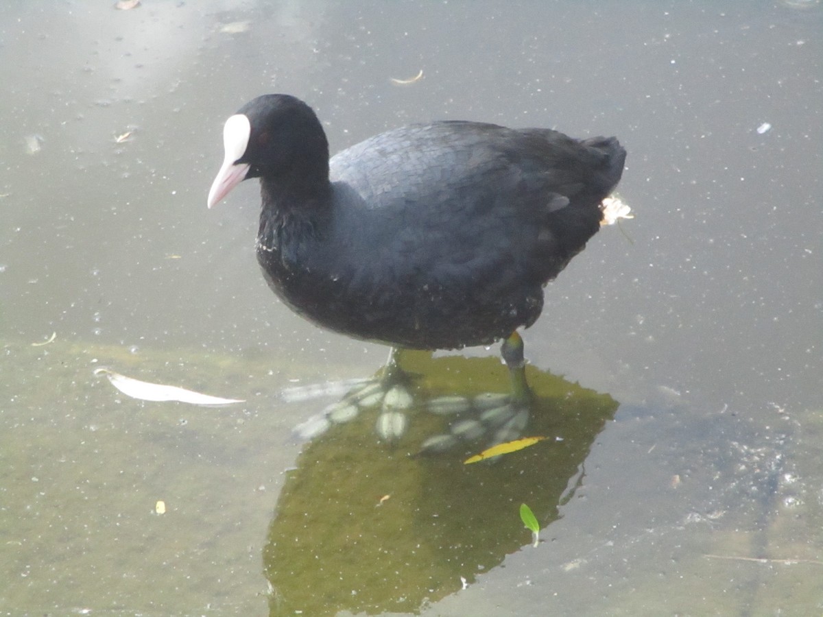 Eurasian Coot - ML620607629