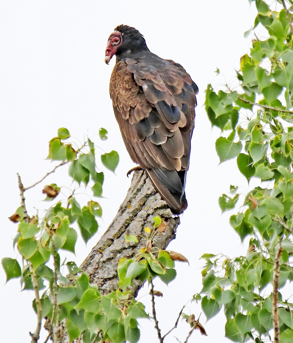 Turkey Vulture - ML620607630