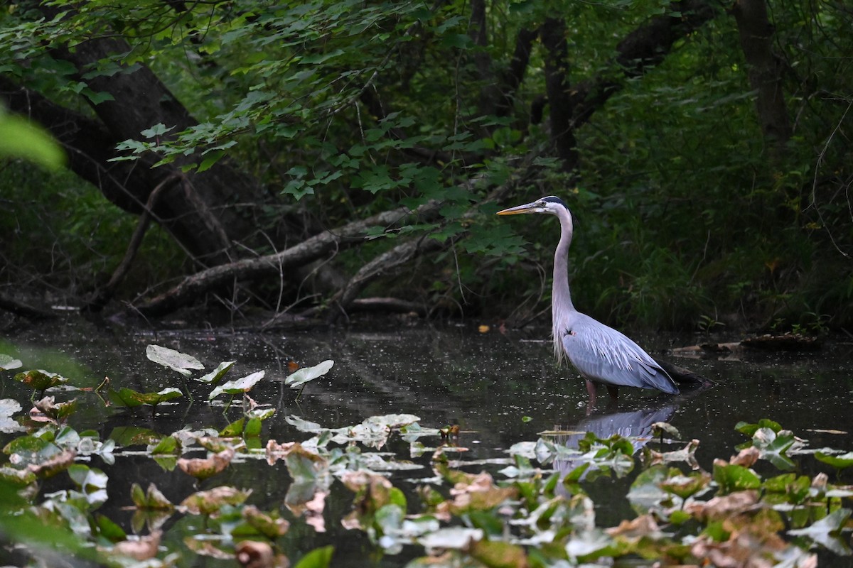 Great Blue Heron - ML620607632