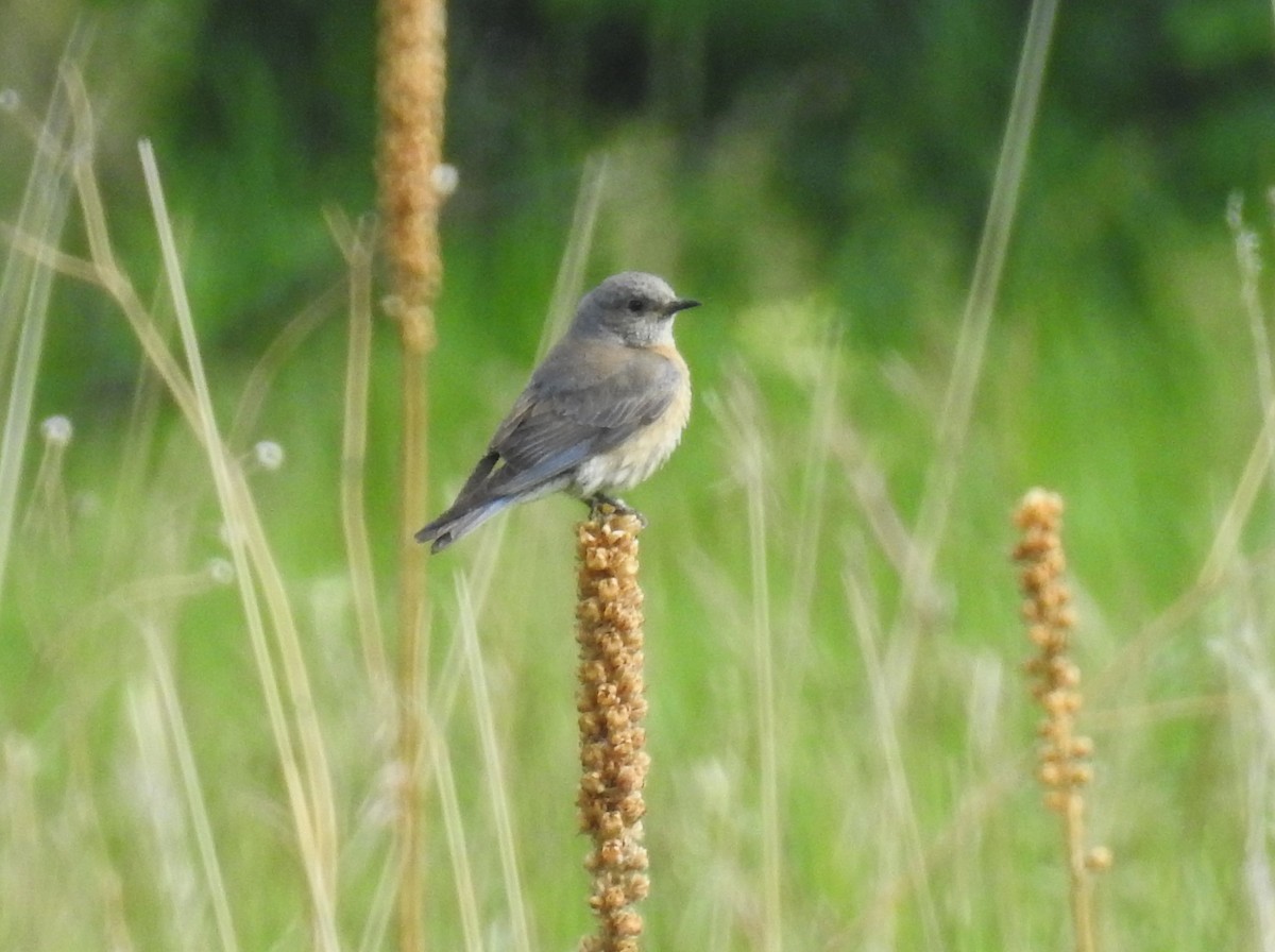 Western Bluebird - ML620607640